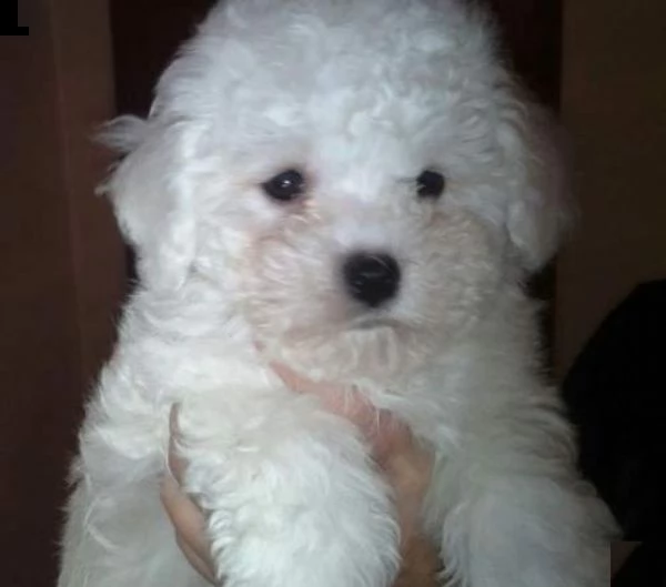 cuccioli di bolognese