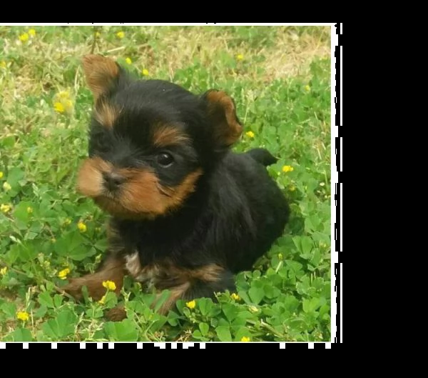 cuccioli di yorkshire | Foto 0