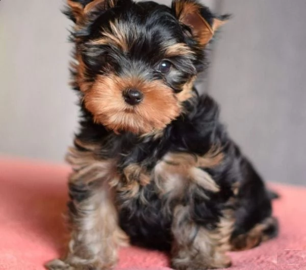 cuccioli di yorkshire
