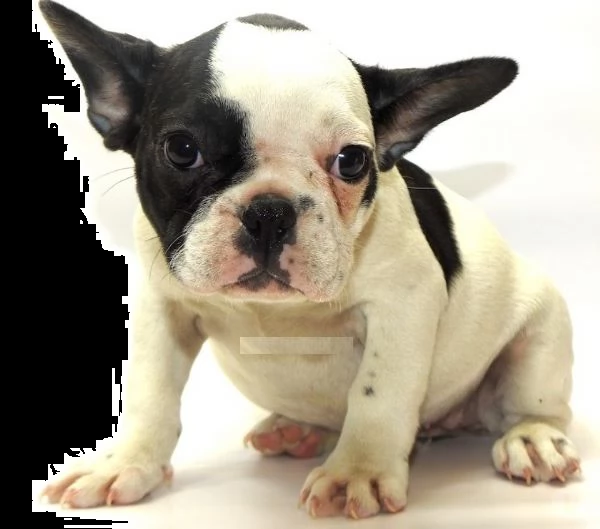 bouledogue- bulldog bianco nero