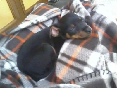 cuccioli pincher in miniatura, con un eccellente