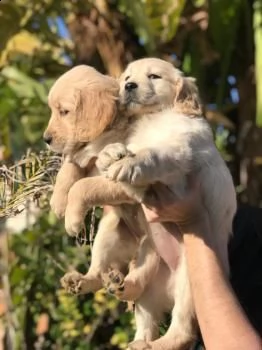 cuccioli di labrador retriever