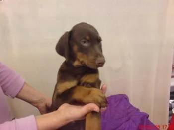 i cuccioli di doberman viene consegnato