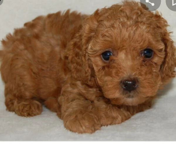 ((((((vendita cucciolo barboncino nano )))))