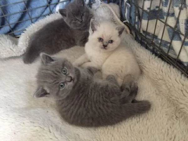  gattini di british shorthair  | Foto 2