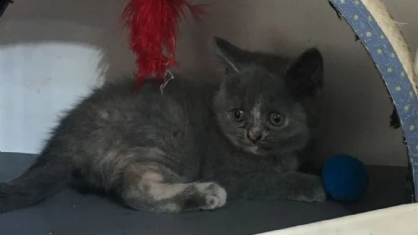  gattini di british shorthair  | Foto 1