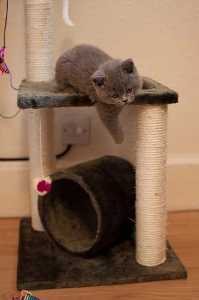  gattini di british shorthair  | Foto 0