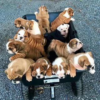 bellissimi cuccioli di bulldog francese per l'adozione