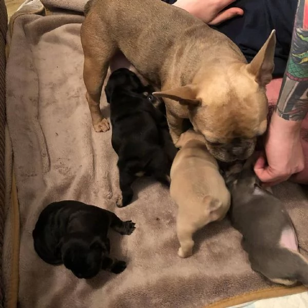 bouledogue francese (bulldog)