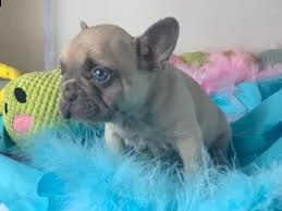 adorabili cuccioli di bulldog francese maschi e femmine di 90 giorni in cerca di una nuova casa, son