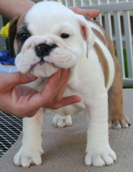 cuccioli di bulldog inglesi per l'adozione 