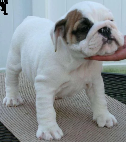 cuccioli di bulldog inglesi per l'adozione  | Foto 0