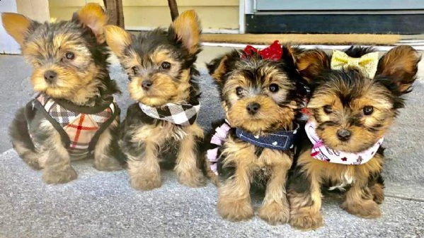 cuccioli di yorkshire terrier in adozione