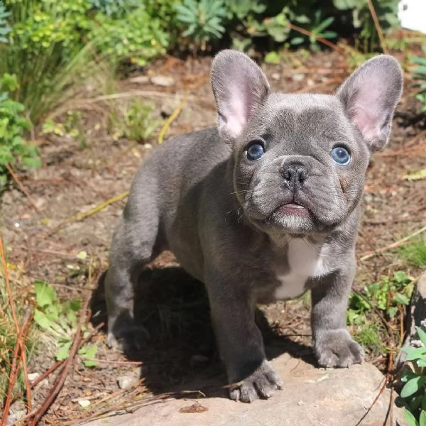 cuccioli di bouledogue pronti per nuove case