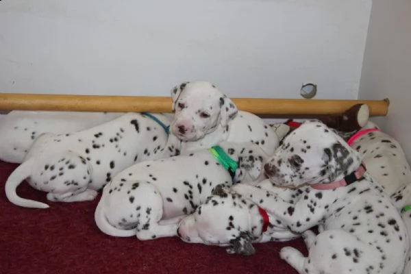 cuccioli di dalmata pronti per nuove case
