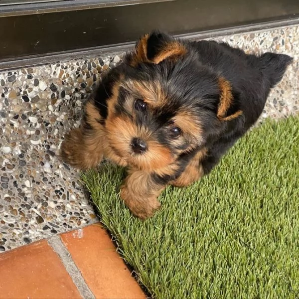 cuccioli di yorkshire pronti per nuove case