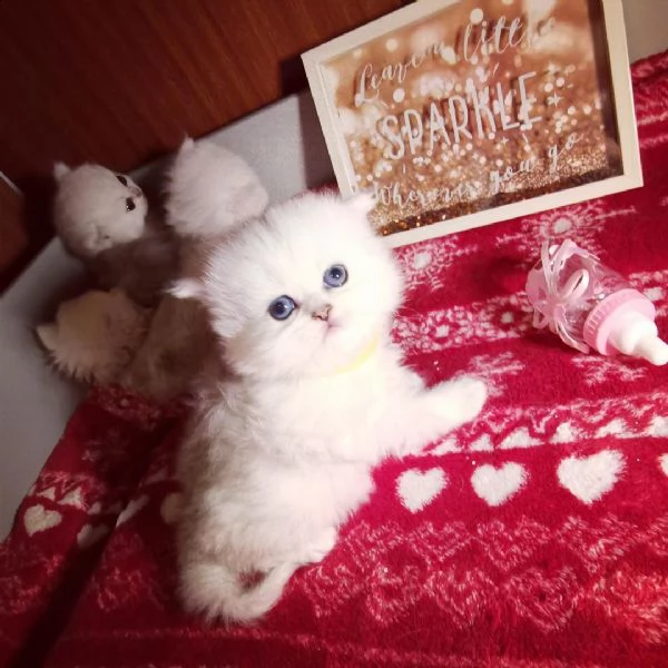 piccoli gattini persiani | Foto 2