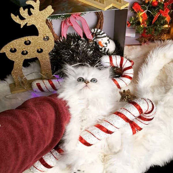 piccoli gattini persiani | Foto 0