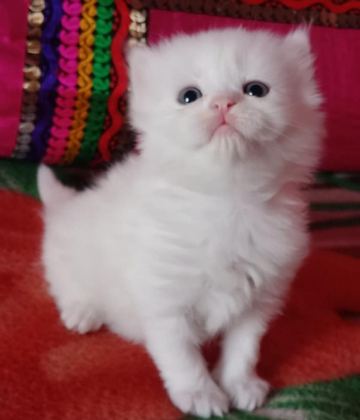  carini piccoli gattini persiani | Foto 2
