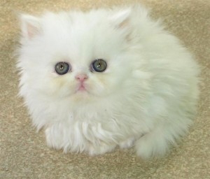  carini piccoli gattini persiani | Foto 1