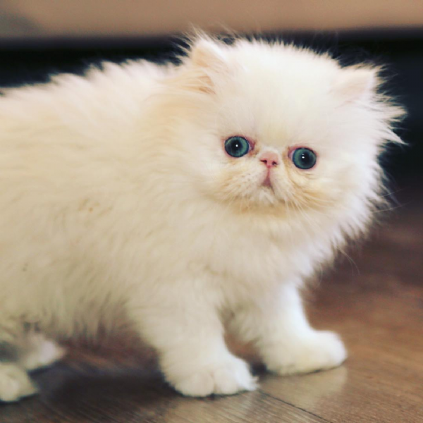  carini piccoli gattini persiani | Foto 0