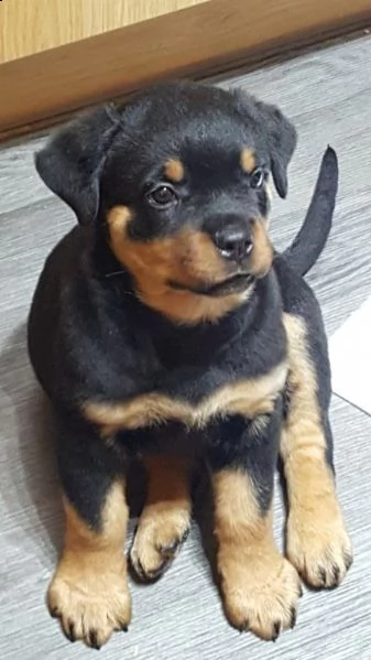 rottweiler cuccioli per natale