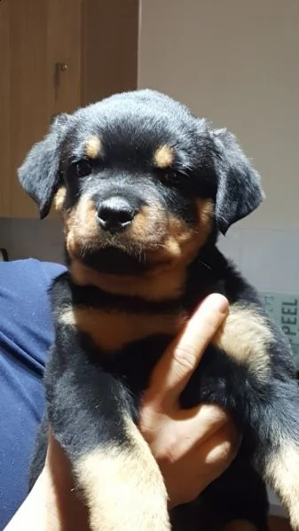 rottweiler cuccioli per natale | Foto 0