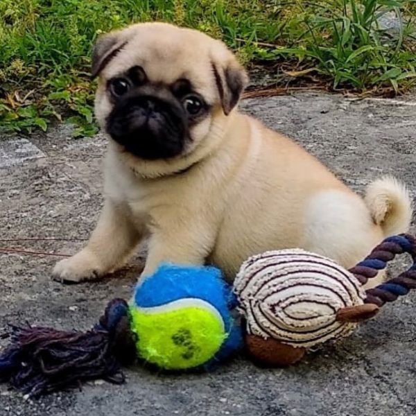  regalo carlino | Foto 0