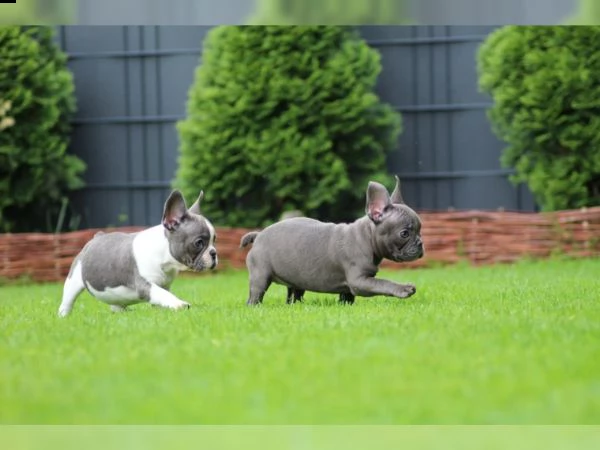 bulldog francese cucciolo maschio femmina nero / tigrato | Foto 2