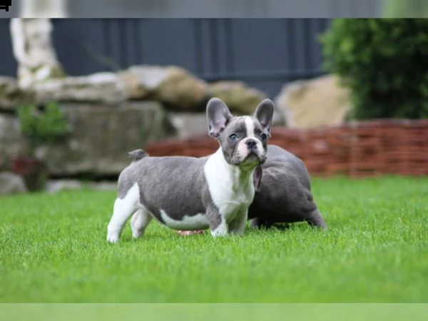 bulldog francese cucciolo maschio femmina nero / tigrato | Foto 1
