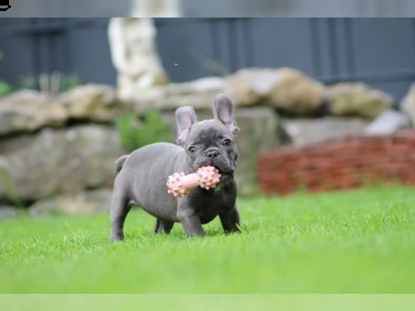bulldog francese cucciolo maschio femmina nero / tigrato | Foto 0