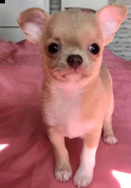 regalo adorabili cuccioli di chihuahua maschio e femmina