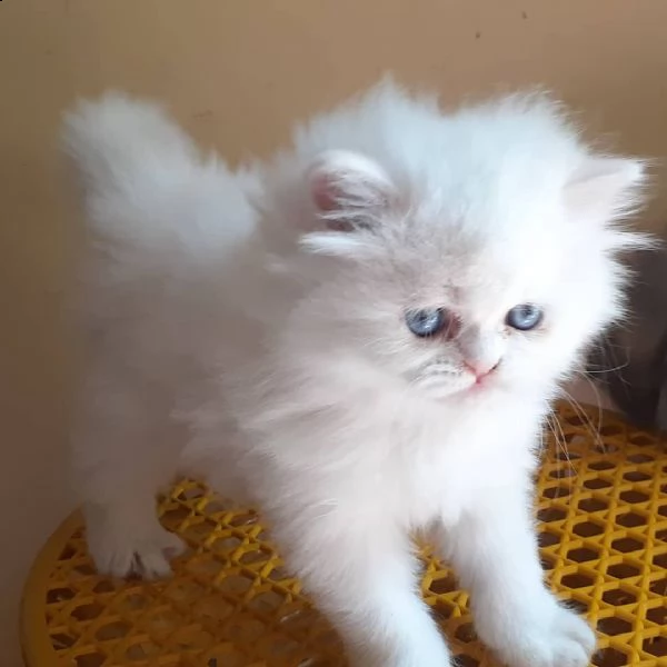 gattini persiani | Foto 0