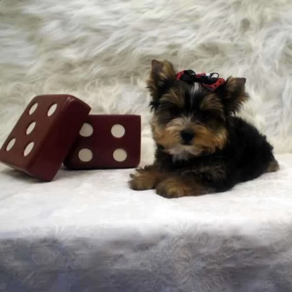 bellissimi cuccioli di yorkshire per regalo