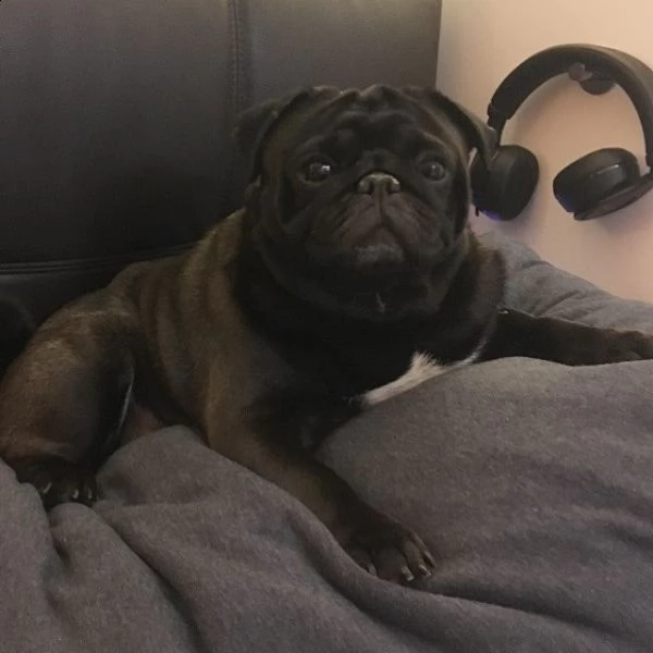 regalo carlino cuccioli con pedigree