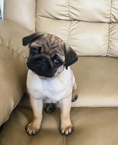 regalo carlino cuccioli con pedigree | Foto 0