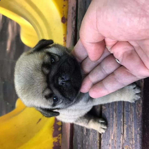 regalo carlino | Foto 0