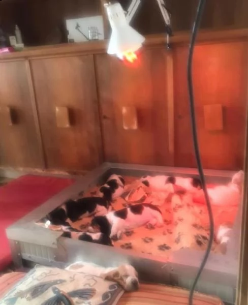    regalo cuccioli basset hound