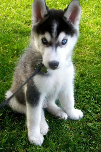 ((((vendita cucciolo cuccioli husky!!! 