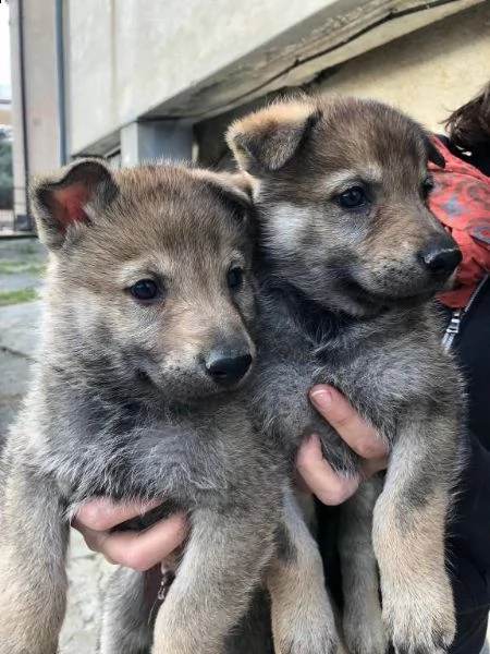 ((((((vendita cuccioli di cane lupo cecoslovacco