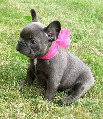 cucciolo bouledogue francese con pedigree