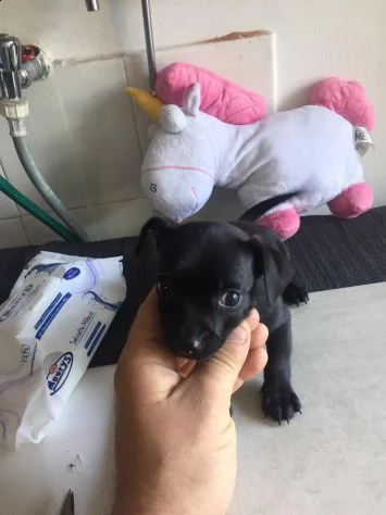 chihuahua mini toy