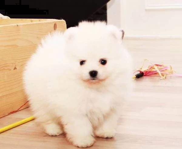 **( 2) !!!pomeranian bianco *** toy maschio e femmina**