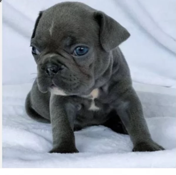 cuccioli di bouledogue francese (colore blu)