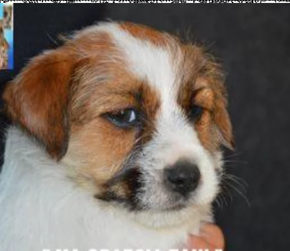 jack russell terrier - cuccioli altamente selezionati