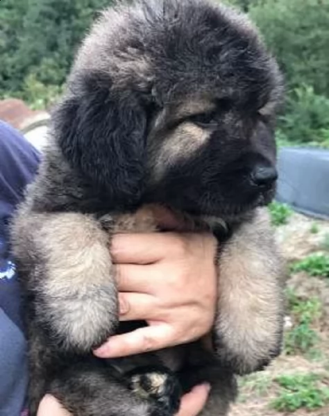 cuccioli di pastori del caucaso – altissima genealogia – figli di campioni