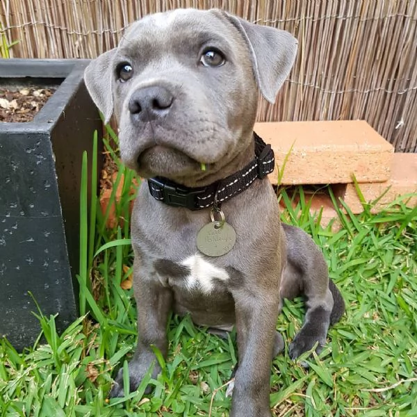 cucciolo di staffy americano di 11 settimane di età 2 femmine 1 maschio