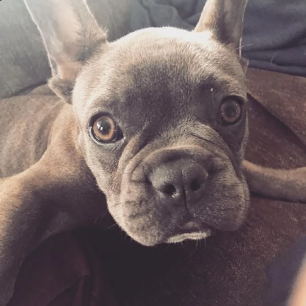 cuccioli di bulldog francese | Foto 0