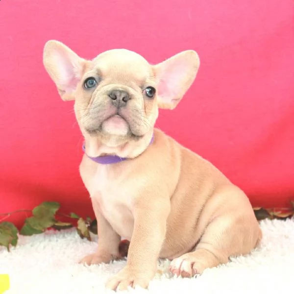 cuccioli di bulldog francese