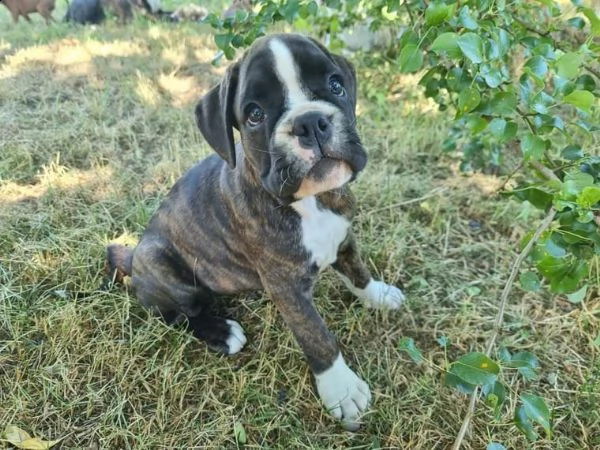 cuccioli boxer di razza da amorevole allevamento familiare